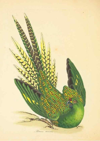 Reproducción/Reproduction 34199896664: Zoology of New Holland. Vol. 1 /. London :Printed by J. Davis: published by J. Sowerby,1794.