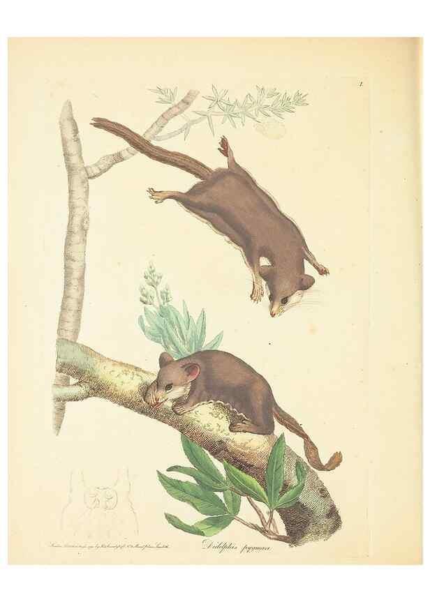 Reproducción/Reproduction 34199895474: Zoology of New Holland. Vol. 1 /. London :Printed by J. Davis: published by J. Sowerby,1794.