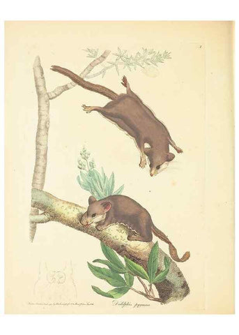 Reproducción/Reproduction 34199895474: Zoology of New Holland. Vol. 1 /. London :Printed by J. Davis: published by J. Sowerby,1794.