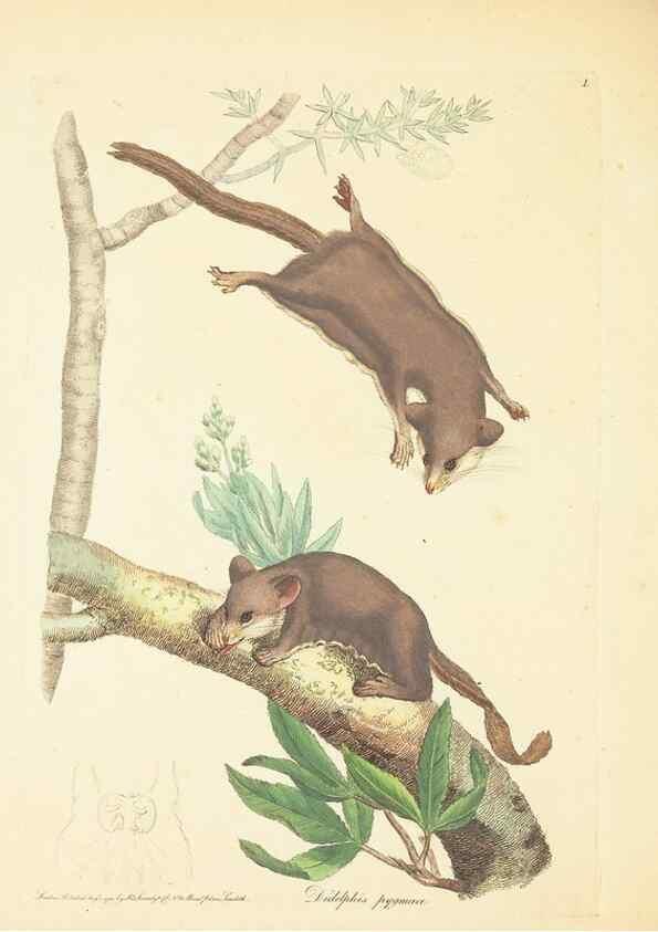 Reproducción/Reproduction 34199895474: Zoology of New Holland. Vol. 1 /. London :Printed by J. Davis: published by J. Sowerby,1794.
