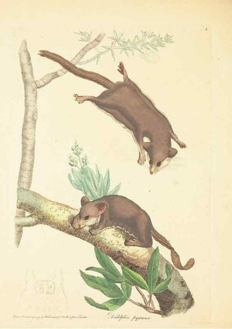 Reproducción/Reproduction 34199895474: Zoology of New Holland. Vol. 1 /. London :Printed by J. Davis: published by J. Sowerby,1794.