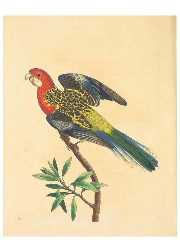 Reproducción/Reproduction 34199894174: Zoology of New Holland. Vol. 1 /. London :Printed by J. Davis: published by J. Sowerby,1794.