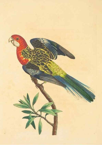 Reproducción/Reproduction 34199894174: Zoology of New Holland. Vol. 1 /. London :Printed by J. Davis: published by J. Sowerby,1794.