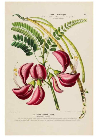 Reproducción/Reproduction 34313209200: Flore d'Amérique,. Paris,Gihaut[1843-1846]