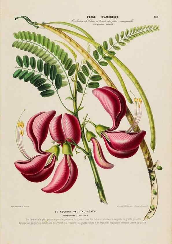 Reproducción/Reproduction 34313209200: Flore d'Amérique,. Paris,Gihaut[1843-1846]