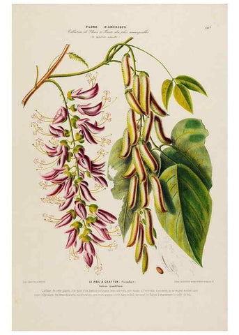 Reproducción/Reproduction 33855373914: Flore d'Amérique,. Paris,Gihaut[1843-1846]