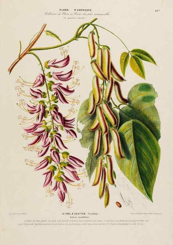 Reproducción/Reproduction 33855373914: Flore d'Amérique,. Paris,Gihaut[1843-1846]