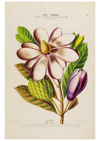 Reproducción/Reproduction 34313221430: Flore d'Amérique,. Paris,Gihaut[1843-1846]