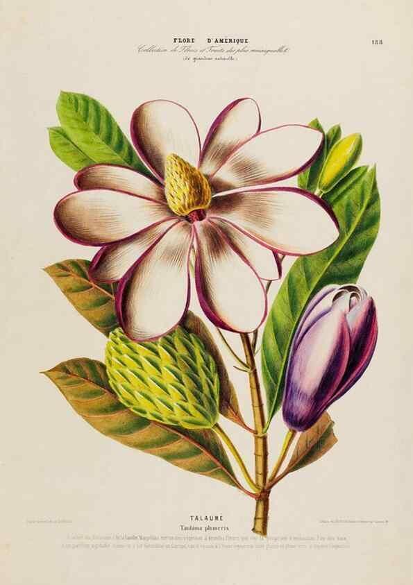 Reproducción/Reproduction 34313221430: Flore d'Amérique,. Paris,Gihaut[1843-1846]