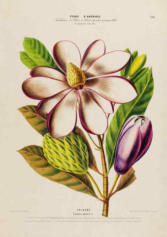 Reproducción/Reproduction 34313221430: Flore d'Amérique,. Paris,Gihaut[1843-1846]