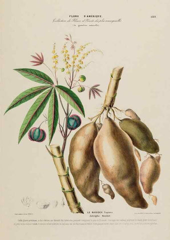 Reproducción/Reproduction 34313226160: Flore d'Amérique,. Paris,Gihaut[1843-1846]