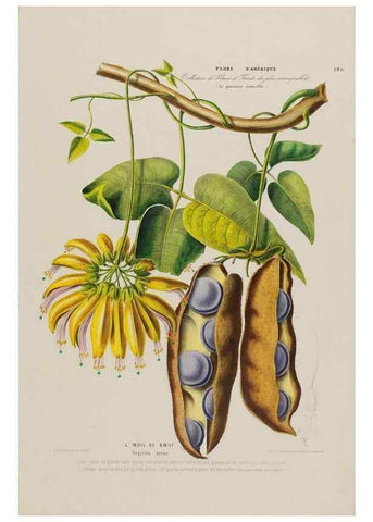 Reproducción/Reproduction 33887882933: Flore d'Amérique,. Paris,Gihaut[1843-1846]