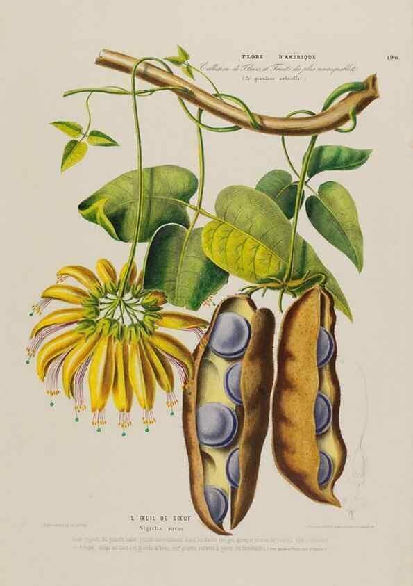 Reproducción/Reproduction 33887882933: Flore d'Amérique,. Paris,Gihaut[1843-1846]