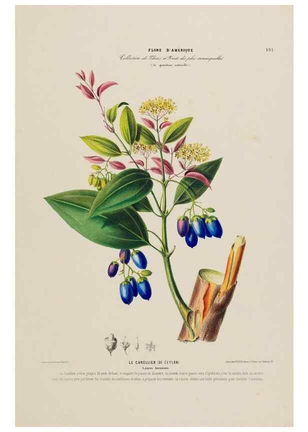 Reproducción/Reproduction 33887886923: Flore d'Amérique,. Paris,Gihaut[1843-1846]