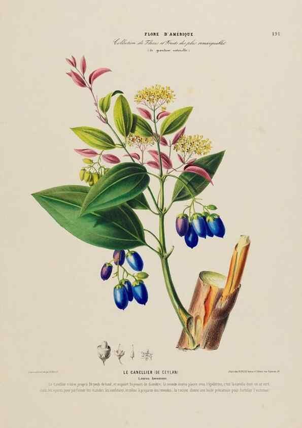 Reproducción/Reproduction 33887886923: Flore d'Amérique,. Paris,Gihaut[1843-1846]