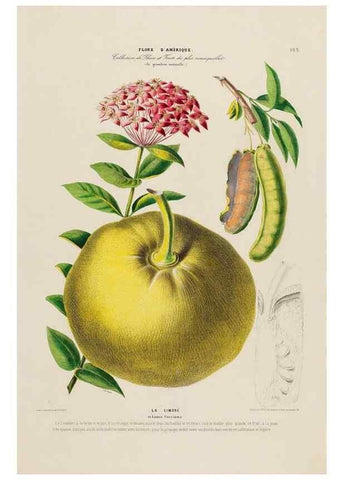 Reproducción/Reproduction 34697660835: Flore d'Amérique,. Paris,Gihaut[1843-1846]