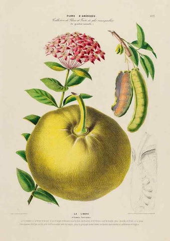 Reproducción/Reproduction 34697660835: Flore d'Amérique,. Paris,Gihaut[1843-1846]