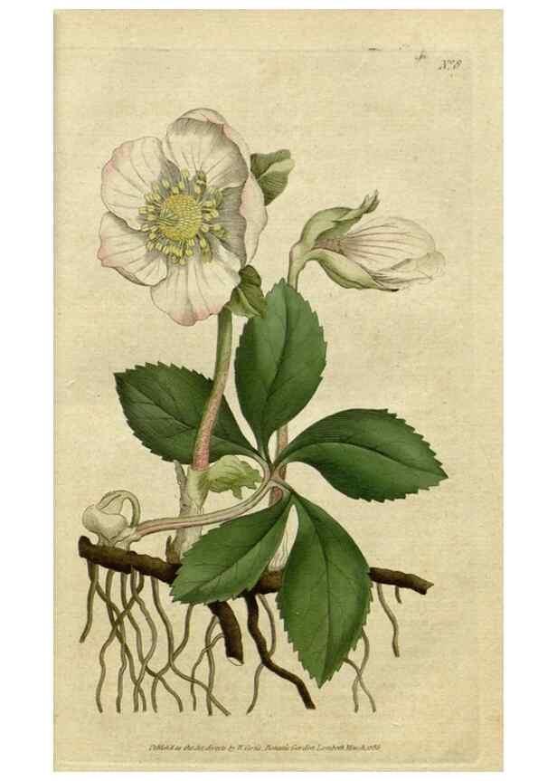Reproducción/Reproduction 35127285526: The Botanical magazine, or, Flower-garden displayed ... /. [S.l. :s.n.],1790-1800 ;