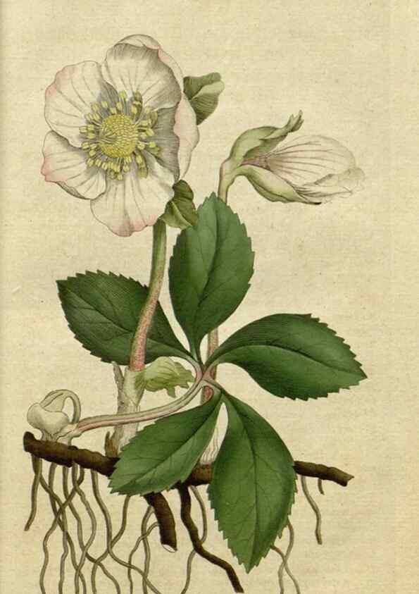 Reproducción/Reproduction 35127285526: The Botanical magazine, or, Flower-garden displayed ... /. [S.l. :s.n.],1790-1800 ;