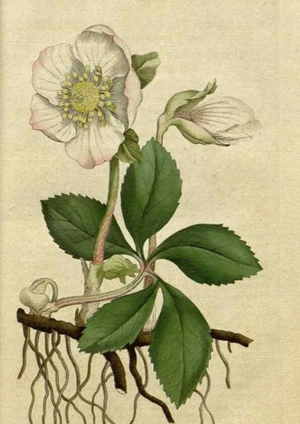 Reproducción/Reproduction 35127285526: The Botanical magazine, or, Flower-garden displayed ... /. [S.l. :s.n.],1790-1800 ;