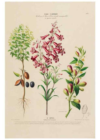 Reproducción/Reproduction 34697666115: Flore d'Amérique,. Paris,Gihaut[1843-1846]