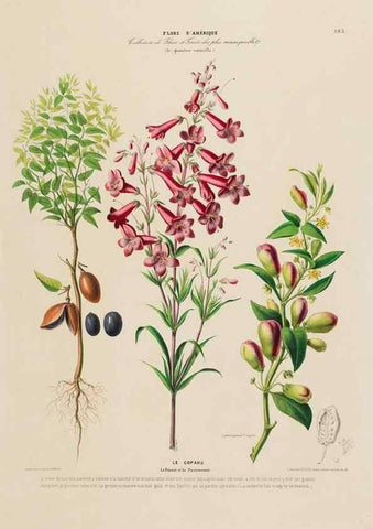 Reproducción/Reproduction 34697666115: Flore d'Amérique,. Paris,Gihaut[1843-1846]