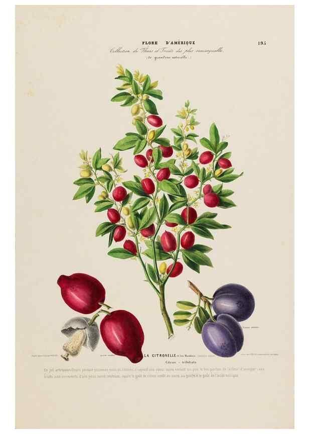 Reproducción/Reproduction 33855395924: Flore d'Amérique,. Paris,Gihaut[1843-1846]