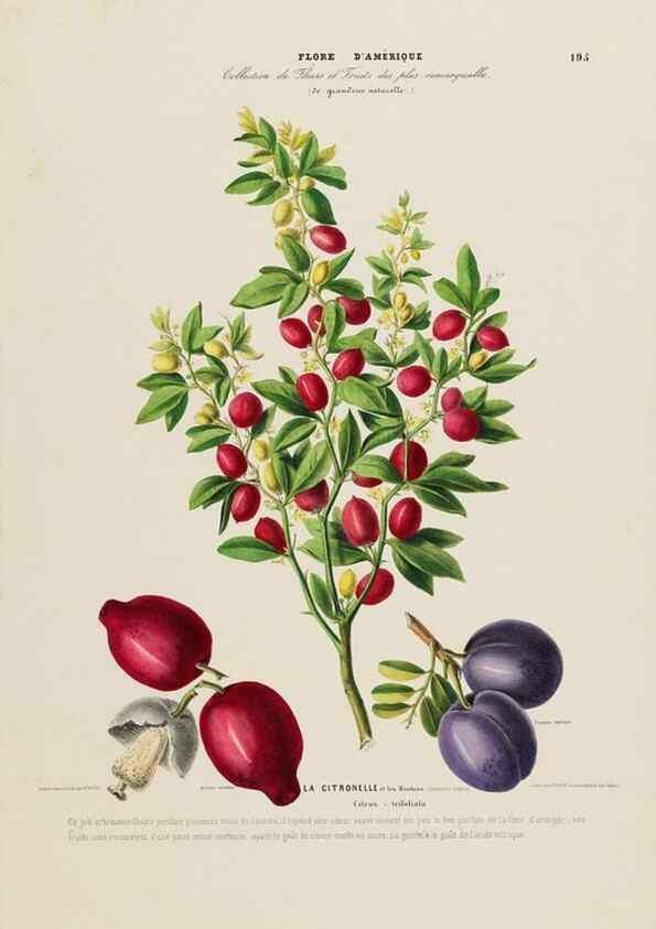 Reproducción/Reproduction 33855395924: Flore d'Amérique,. Paris,Gihaut[1843-1846]