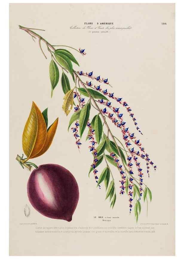 Reproducción/Reproduction 34536051412: Flore d'Amérique,. Paris,Gihaut[1843-1846]