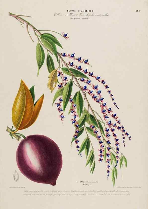 Reproducción/Reproduction 34536051412: Flore d'Amérique,. Paris,Gihaut[1843-1846]