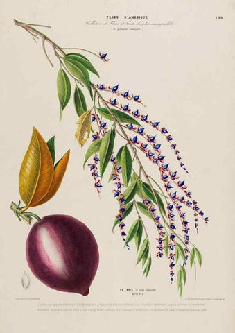 Reproducción/Reproduction 34536051412: Flore d'Amérique,. Paris,Gihaut[1843-1846]
