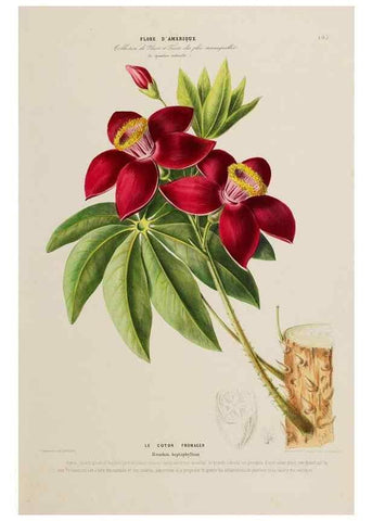 Reproducción/Reproduction 34536053272: Flore d'Amérique,. Paris,Gihaut[1843-1846]