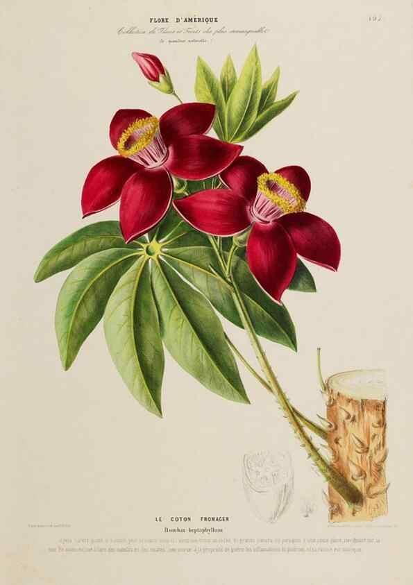 Reproducción/Reproduction 34536053272: Flore d'Amérique,. Paris,Gihaut[1843-1846]