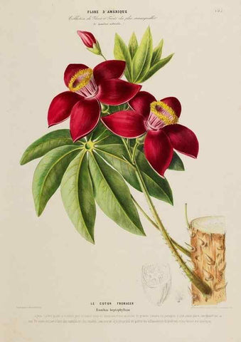 Reproducción/Reproduction 34536053272: Flore d'Amérique,. Paris,Gihaut[1843-1846]