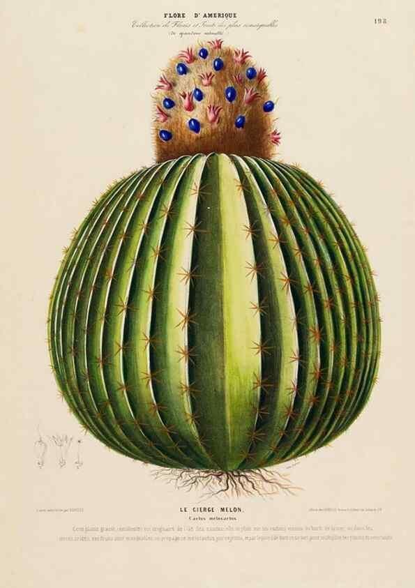 Reproducción/Reproduction 34313260600: Flore d'Amérique,. Paris,Gihaut[1843-1846]