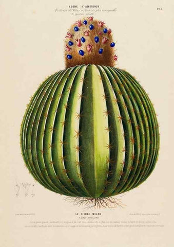 Reproducción/Reproduction 34313260600: Flore d'Amérique,. Paris,Gihaut[1843-1846]