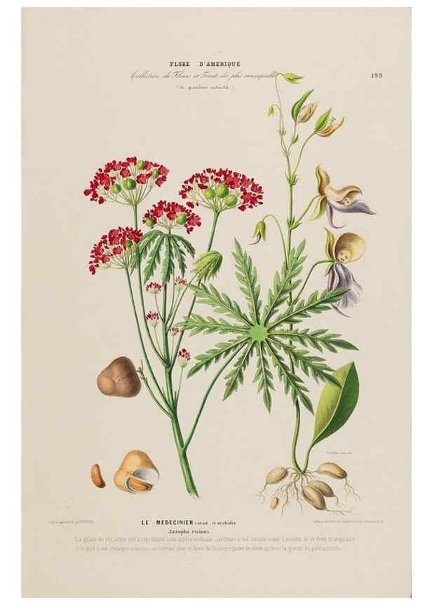 Reproducción/Reproduction 33887896793: Flore d'Amérique,. Paris,Gihaut[1843-1846]