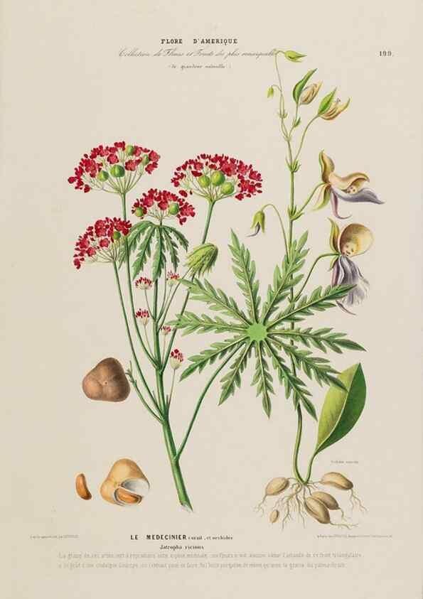 Reproducción/Reproduction 33887896793: Flore d'Amérique,. Paris,Gihaut[1843-1846]