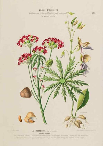 Reproducción/Reproduction 33887896793: Flore d'Amérique,. Paris,Gihaut[1843-1846]