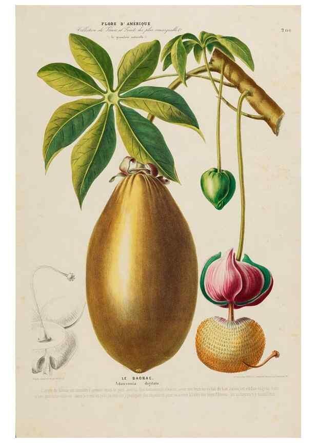Reproducción/Reproduction 34567268301: Flore d'Amérique,. Paris,Gihaut[1843-1846]