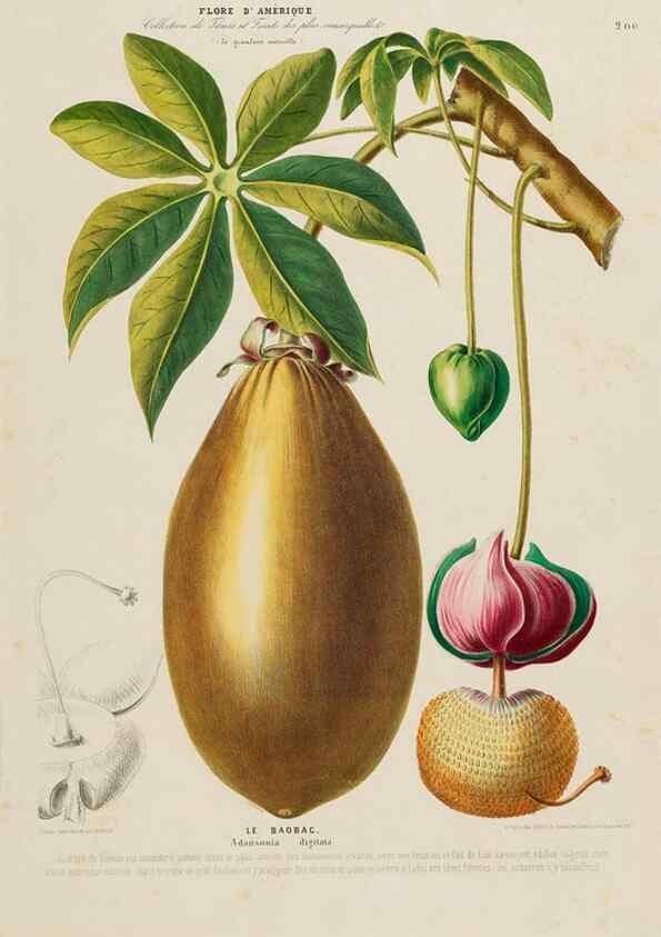 Reproducción/Reproduction 34567268301: Flore d'Amérique,. Paris,Gihaut[1843-1846]