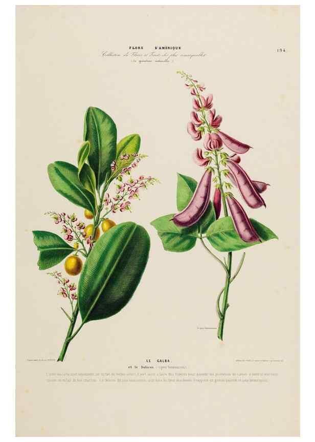 Reproducción/Reproduction 33855394154: Flore d'Amérique,. Paris,Gihaut[1843-1846]