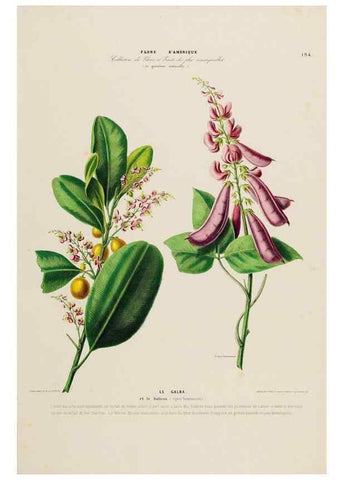 Reproducción/Reproduction 33855394154: Flore d'Amérique,. Paris,Gihaut[1843-1846]