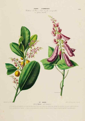 Reproducción/Reproduction 33855394154: Flore d'Amérique,. Paris,Gihaut[1843-1846]