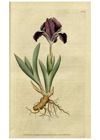 Reproducción/Reproduction 35127286606: The Botanical magazine, or, Flower-garden displayed ... /. [S.l. :s.n.],1790-1800 ;