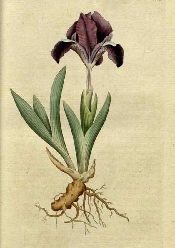 Reproducción/Reproduction 35127286606: The Botanical magazine, or, Flower-garden displayed ... /. [S.l. :s.n.],1790-1800 ;