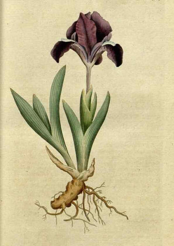 Reproducción/Reproduction 35127286606: The Botanical magazine, or, Flower-garden displayed ... /. [S.l. :s.n.],1790-1800 ;