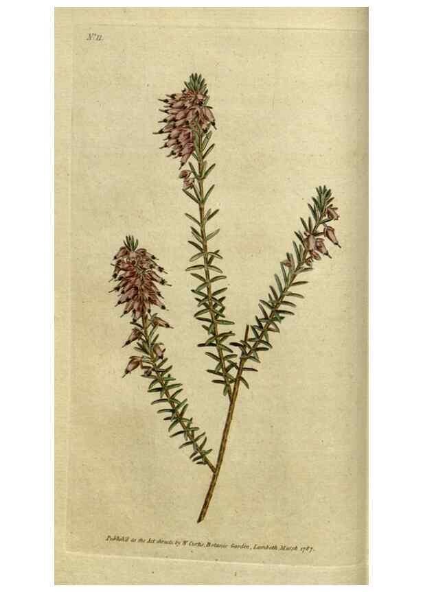 Reproducción/Reproduction 35127288726: The Botanical magazine, or, Flower-garden displayed ... /. [S.l. :s.n.],1790-1800 ;