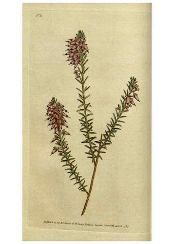 Reproducción/Reproduction 35127288726: The Botanical magazine, or, Flower-garden displayed ... /. [S.l. :s.n.],1790-1800 ;