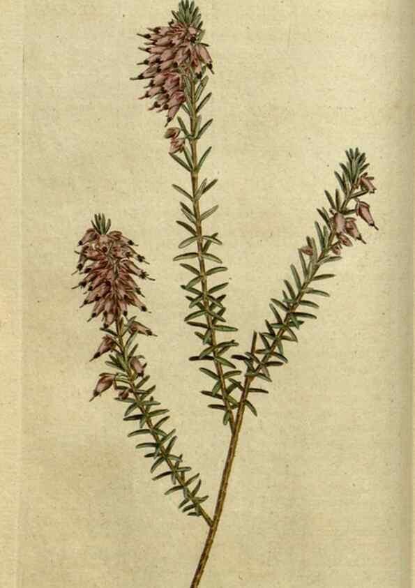 Reproducción/Reproduction 35127288726: The Botanical magazine, or, Flower-garden displayed ... /. [S.l. :s.n.],1790-1800 ;